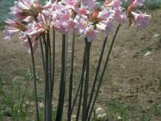 Amaryllis belladonna  (03) Habit