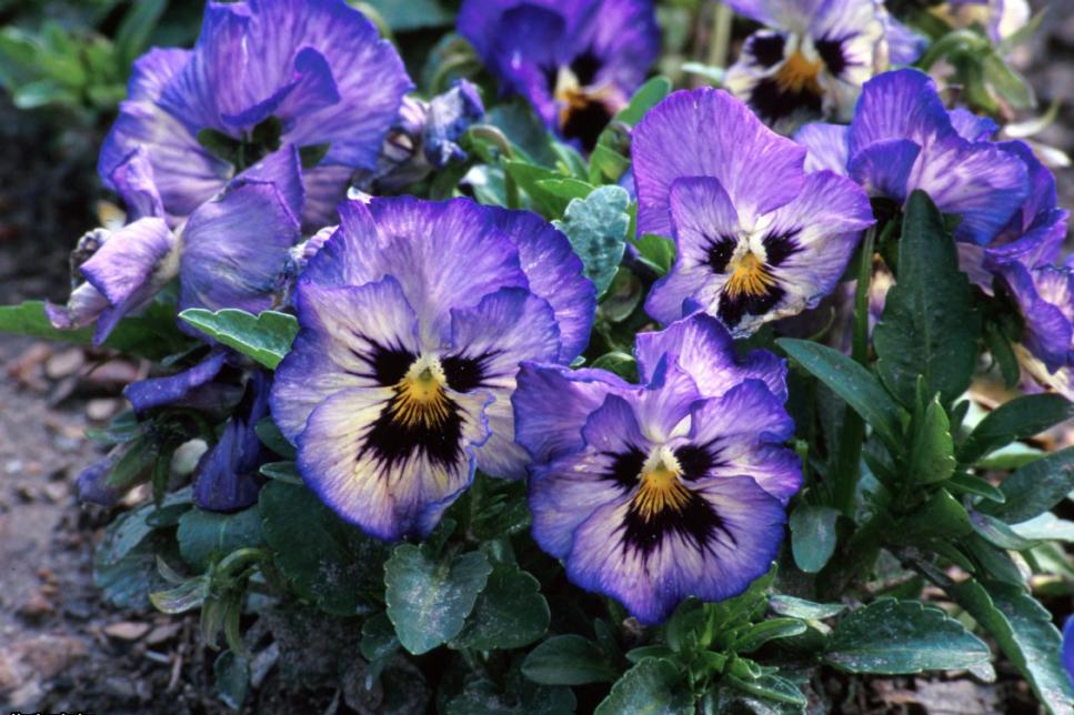 13 Can'tKill Flowers for Beginners HGTV