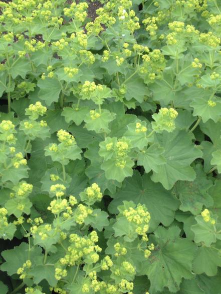 Lady’s Mantle