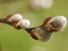 Learn how to grow and prune these unique shrubs and their fuzzy catkins that signal spring.