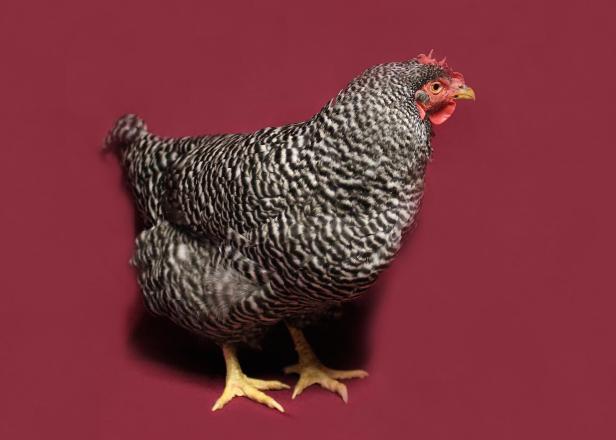 Barred Rocks are a great choice for both first-timers and longtime chicken enthusiasts.