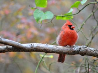 Cardinals are iconic American backyard birds and often provide a splash of color on dreary winter days at the bird feeders. They live as pairs and can be seen often together with their mates year round. They eat seeds and berries and will nest in backyards.