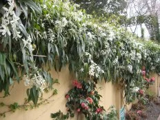 Evergreen clematis flounces beautifully along the top of a garden wall, helping to soften harsh lines.