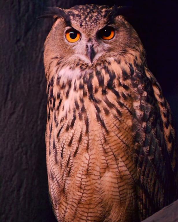 Owls can keep pest population down in the garden.