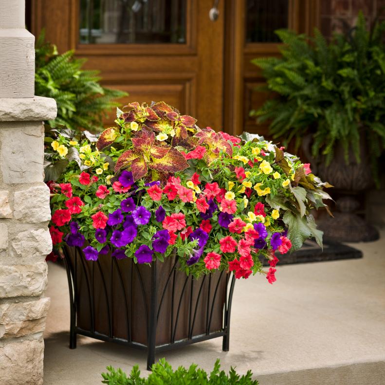 Container Garden With Coleus And Petunias