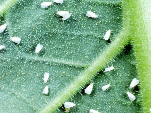 Whitefly Problems in the Garden | HGTV