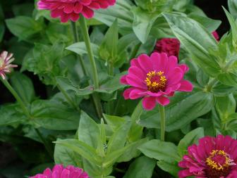 A classic cutting garden favorite, Purple Prince zinnia’s earliest appearance in the seed trade was in a 1949 catalog. This heirloom beauty opens large, fully-double blooms in shades of burgundy-purple on plants 24 to 30 inches tall. It’s spectacular paired with lime nicotiana or orange celosia—in the garden or a vase.