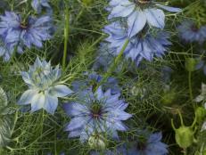 Nigella Flowers And Seedpods