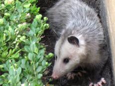 Opossums are reviled for their appearance, but can be helpful in the garden.