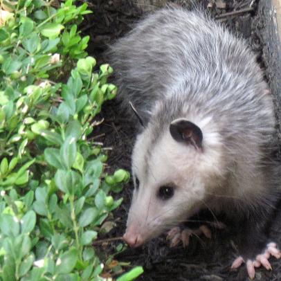 How To Get Rid Of Possums From Your Garden | Fasci Garden