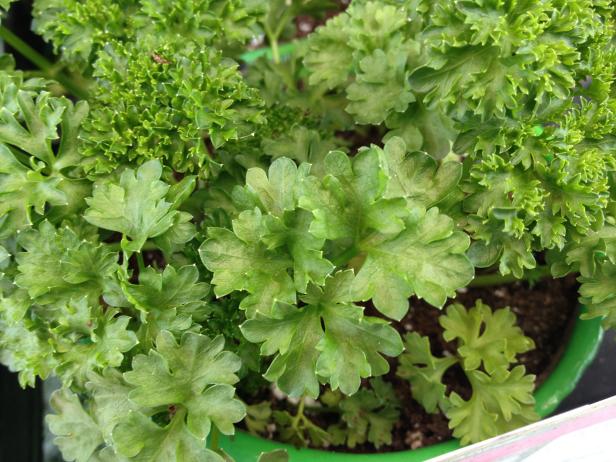 Curly parsley