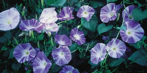Heirloom Plant Morning Glory Vine