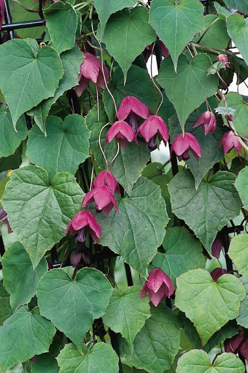 Heirloom Plant Purple Bell Vine