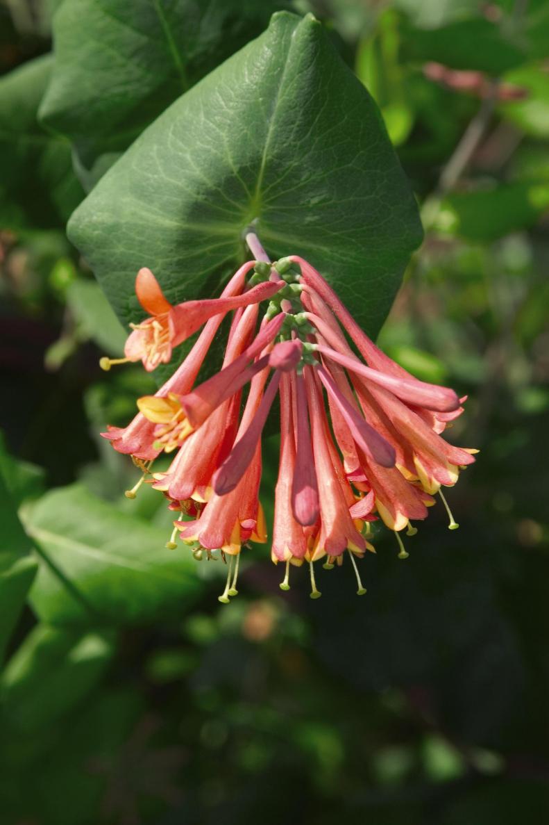 &quot;The flower usually associated with Aries is the honeysuckle, which makes sense because they're kind of all over the place,&quot; Currie says. &quot;If you look at a still picture of honeysuckle, it looks like they're moving. Aries is an impatient sign and half the time, when they're sitting still, they're fidgeting.&quot;