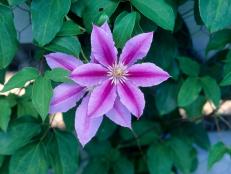 This large-flowered clematis unfurls blooms with mauve-pink petals striped in deeper pink. Blooms appear from mid- to late spring into early summer and again in fall. Clematis vines climb by wrapping leaf stems around supports. Since leaf stems aren’t too thick, provide thinner supports, like twine, fishing line or a metal trellis. Bees Jubilee reaches 8 to 10 feet and is hardy in Zones 3 to 9.