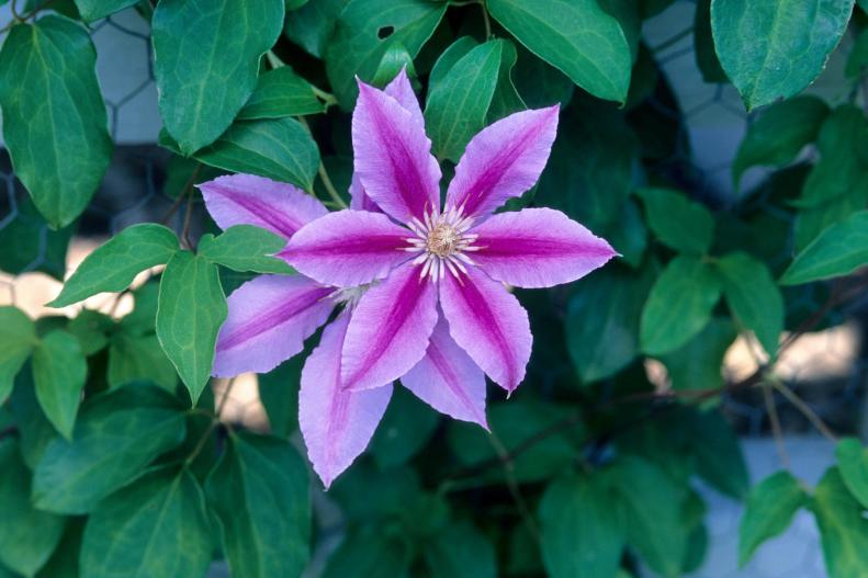 This large-flowered clematis unfurls blooms with mauve-pink petals striped in deeper pink. Blooms appear from mid- to late spring into early summer and again in fall. Clematis vines climb by wrapping leaf stems around supports. Since leaf stems aren’t too thick, provide thinner supports, like twine, fishing line or a metal trellis. Bees Jubilee reaches 8 to 10 feet and is hardy in Zones 3 to 9.