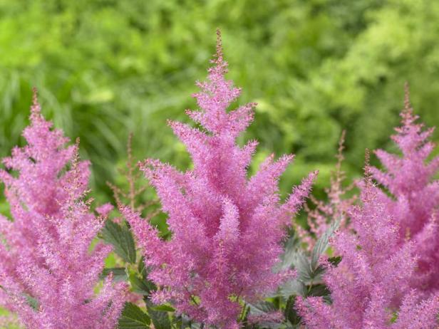 Growing Astilbe | HGTV