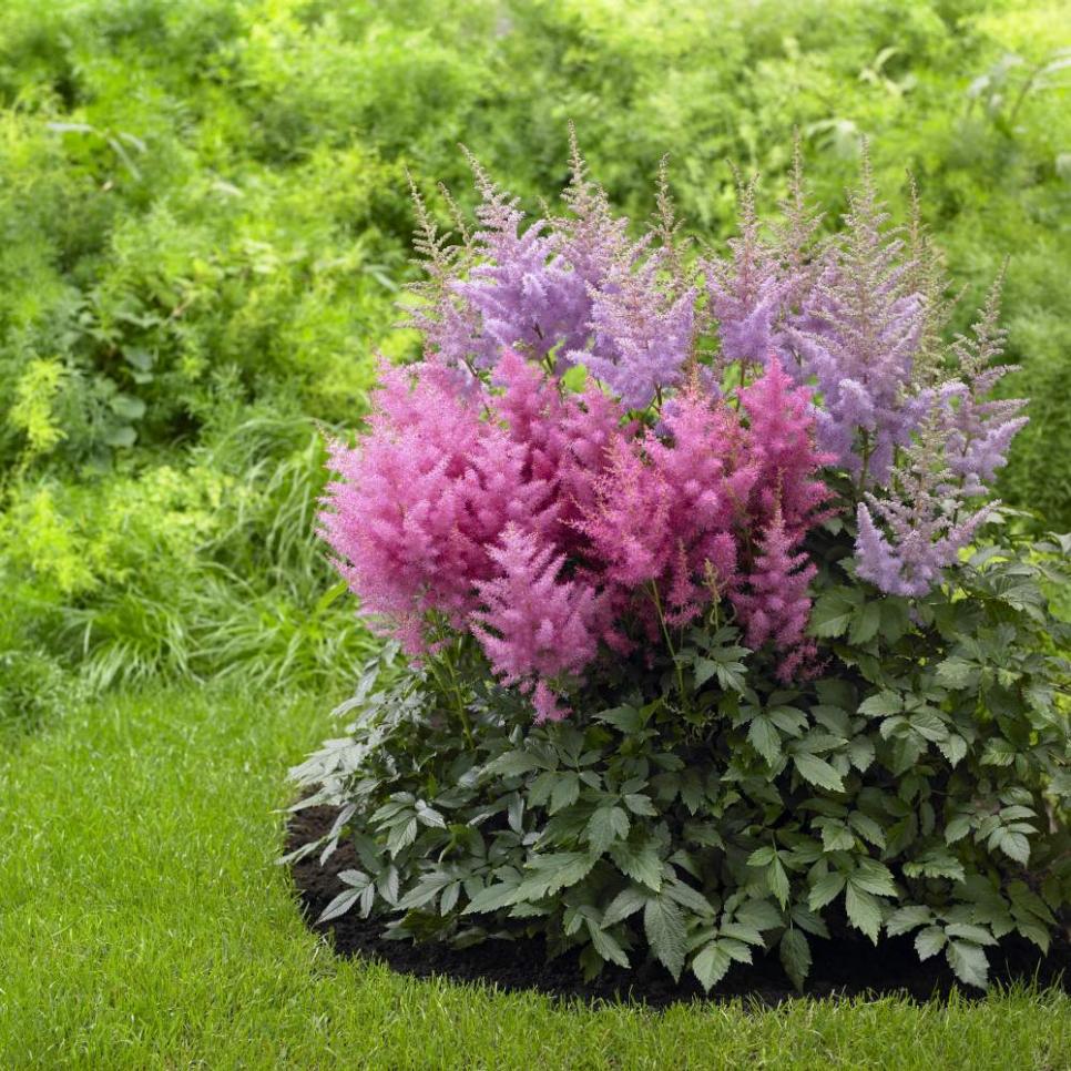 perennial flowers for shade gardens | hgtv