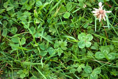 Why Are Four-Leaf Clovers Considered Lucky?