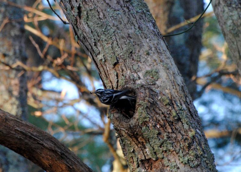 Some bird species, such as this black and white warbler, enjoy making their homes in older trees' holes. Here they hide food supplies, raise their young and take shelter.