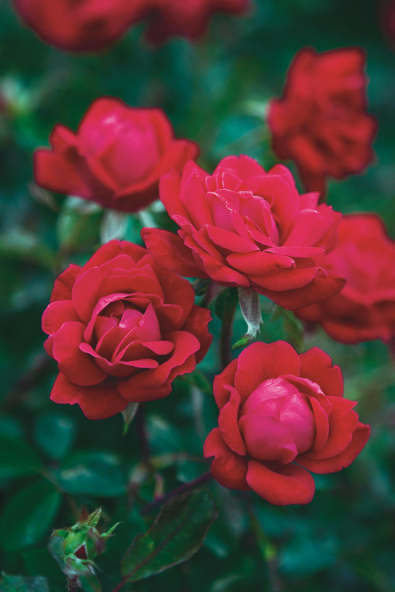 knockout roses landscaping ideas