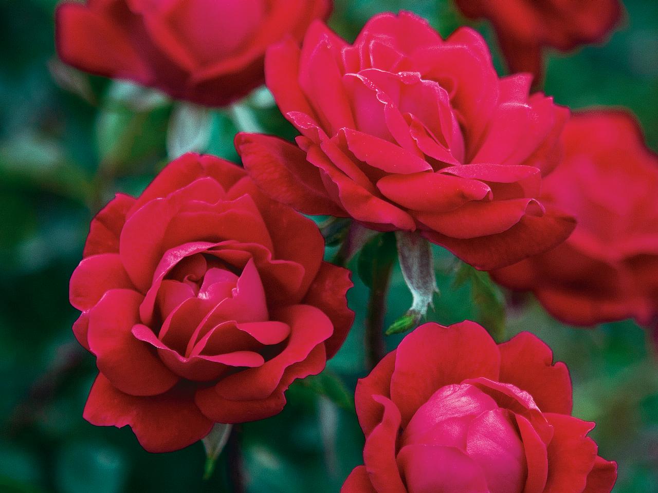 Double Knock Out Roses With White Spots & Holes on Leaves