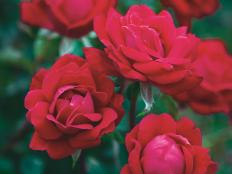 The original Double Knock Out Rose was introduced in 2000 and was named an All American Rose Selection (AARS) winner that same year. The award is the highest honor a rose can receive. It's given after a rose undergoes 2 years of trial testing in a variety of climates and growing conditions around the country.