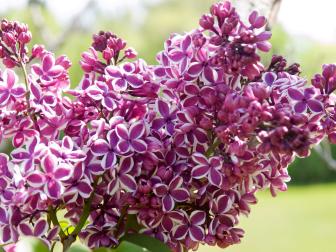 Bicolor Lilac Blossoms