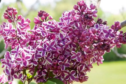 'Sensation' Lilac (Syringa vulgaris ‘Sensation’)