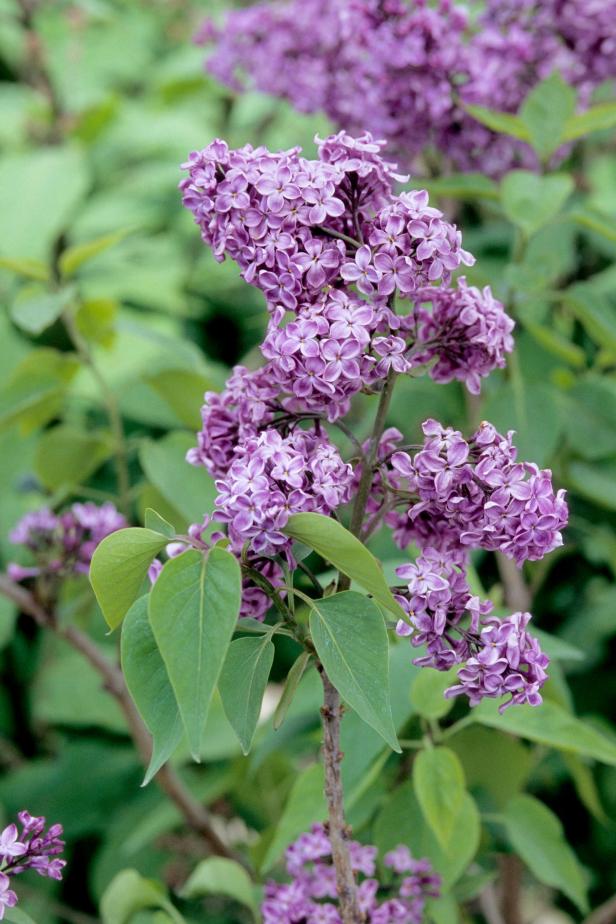Fragrant Purple Lilac Flower