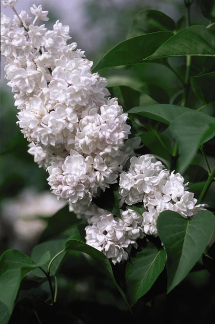 'Beauty of Moscow' Lilac (Syringa vulgaris ‘Krasavitsa Moskvy’)