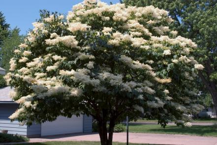 First Editions 'Snowdance' Japanese Tree Lilac (Syringa reticulata ‘Bailnce’)