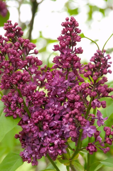 'Charles Joly' Lilac (Syringa vulgaris ‘Charles Joly’)