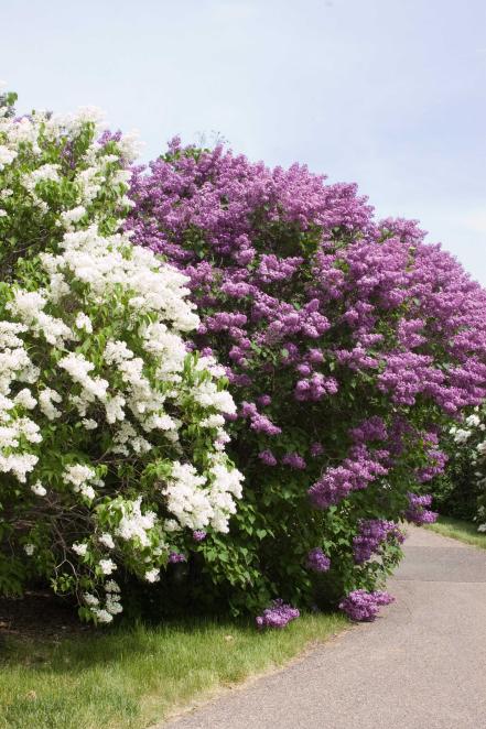 'Mount Baker'; 'Pocahontas' Lilac (Syringa x hyacinthiflora ‘Mount Baker’; ‘Pocahontas’)