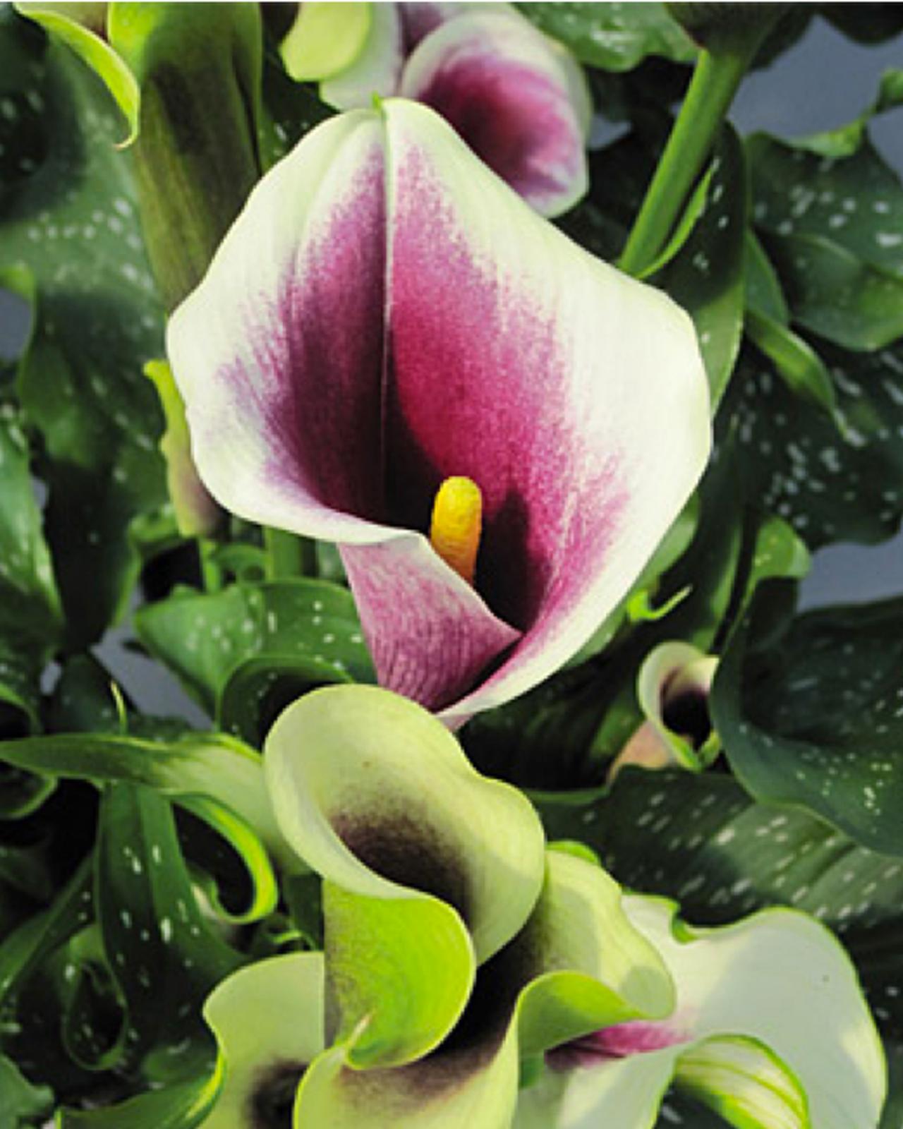 purple calla lily drawing