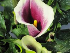 Calla Lillies welcome guests to your home with their sweet and majestic appearance.