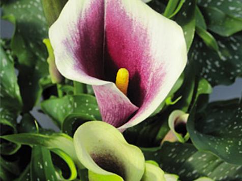 Calla Lily Meaning