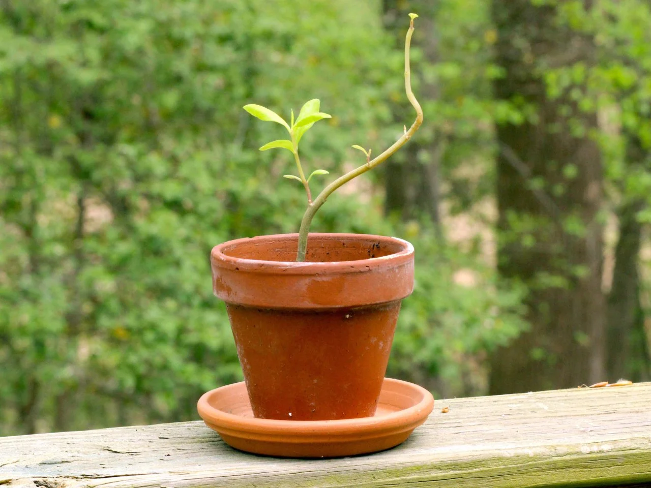 How to Grow Ginseng at Home | HGTV