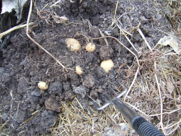 Digging Potatoes With Digging Fork