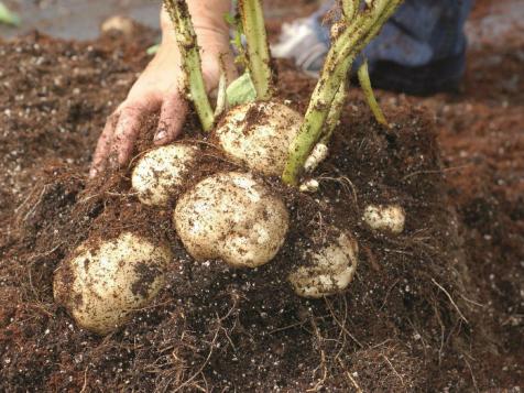 How to Plant, Hill and Harvest Potatoes