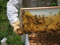 Checking in on a newly installed package of bees. Here the bees have begun to build out the frame with wax.