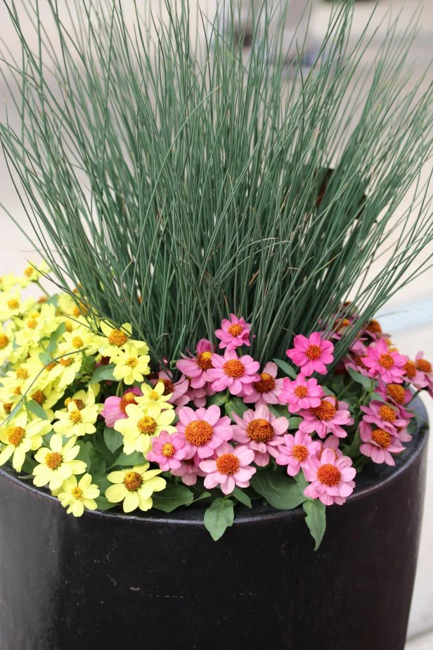 Top Filler Plants | HGTV