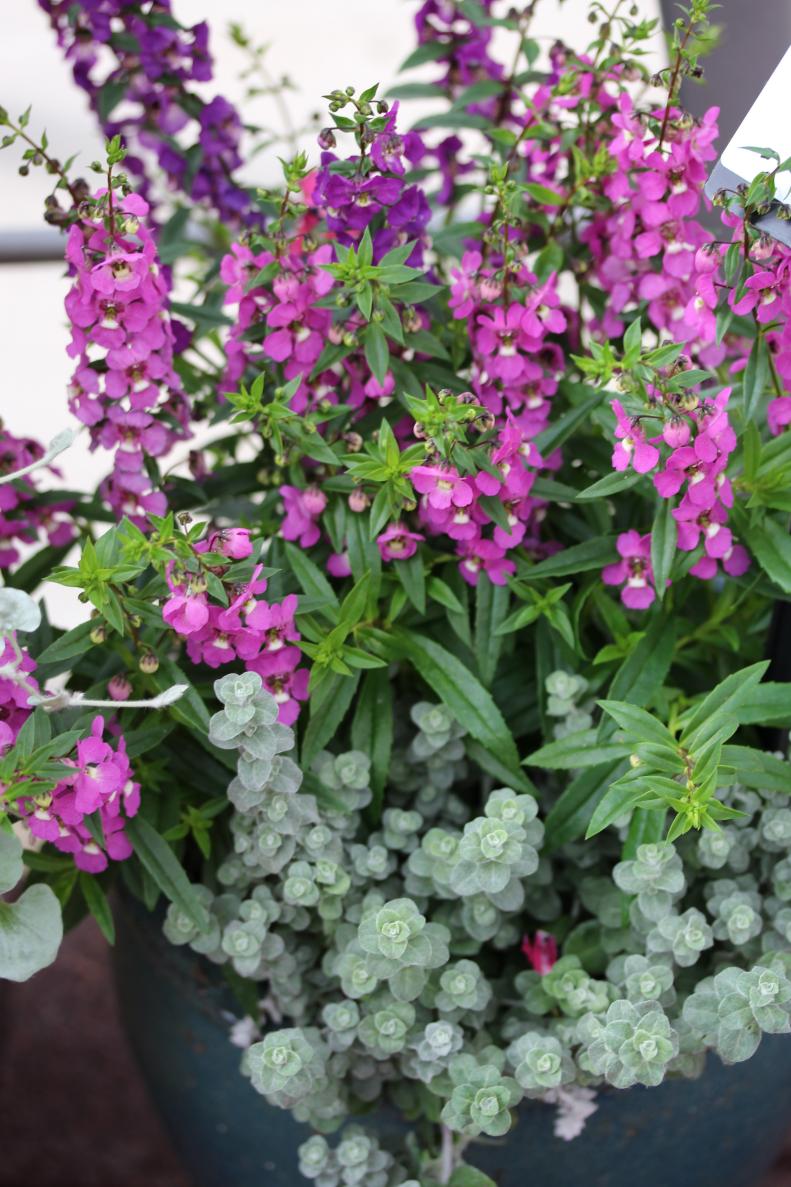 This container combines Helichrysum 'Silver Mist', Angelonia 'Serenita  Raspberry' and Angelonia 'Serenita Purple'. Helichrysum 'Silver Mist' is  a full mounded&nbsp; and spreading plant. Angelonia 'Serenita Raspberry' and  'Serenita Purple' are perfect for  landscapes, gardens and mixed  containers, and perform well under a wide range of conditions.