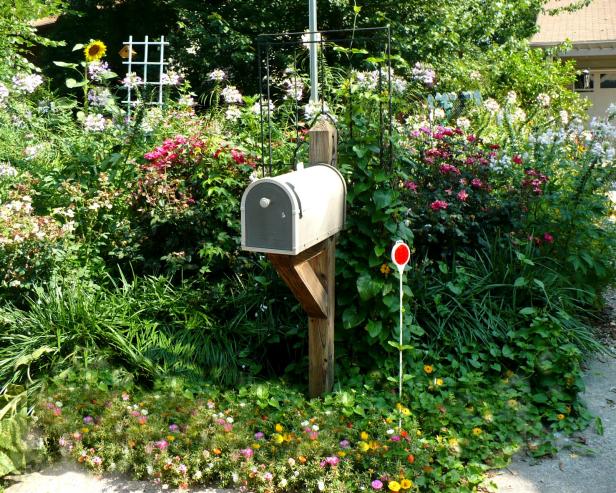 There are no limits to what you can do with the area around your mailbox. You can do something on a small scale with a simple bed of colorful annuals or you can go for a lush, English garden approach like this one that includes portulaca, roses, black-Eyed Susan vines, cleome, cornflowers, echinacea and monkey grass.