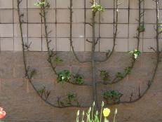One formal espalier design is candlelabra, which is well suited for fruit trees.