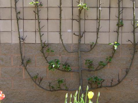 How to Espalier