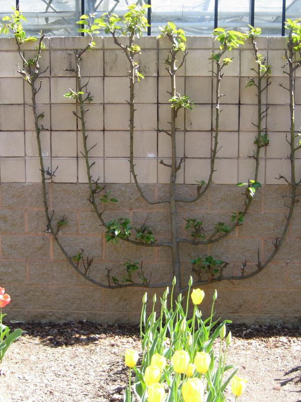 One formal espalier design is candlelabra, which is well suited for fruit trees.
