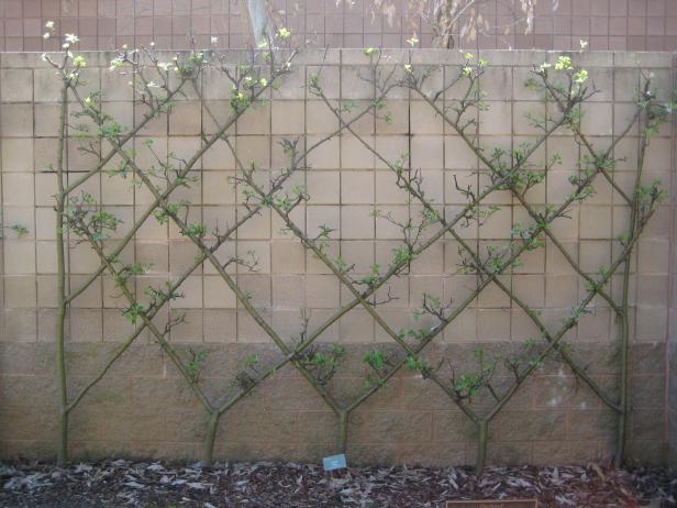 A diamond motif is another formal design of espalier.