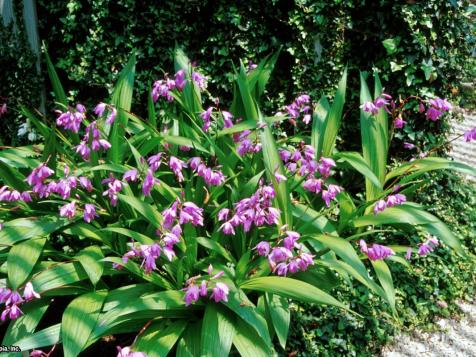 Orchids: Caring for Orchids