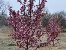 A small crabapple with persistent fruit that doesn't mess up your driveway, Royal Raindrops is a great choice for an ornamental tree.